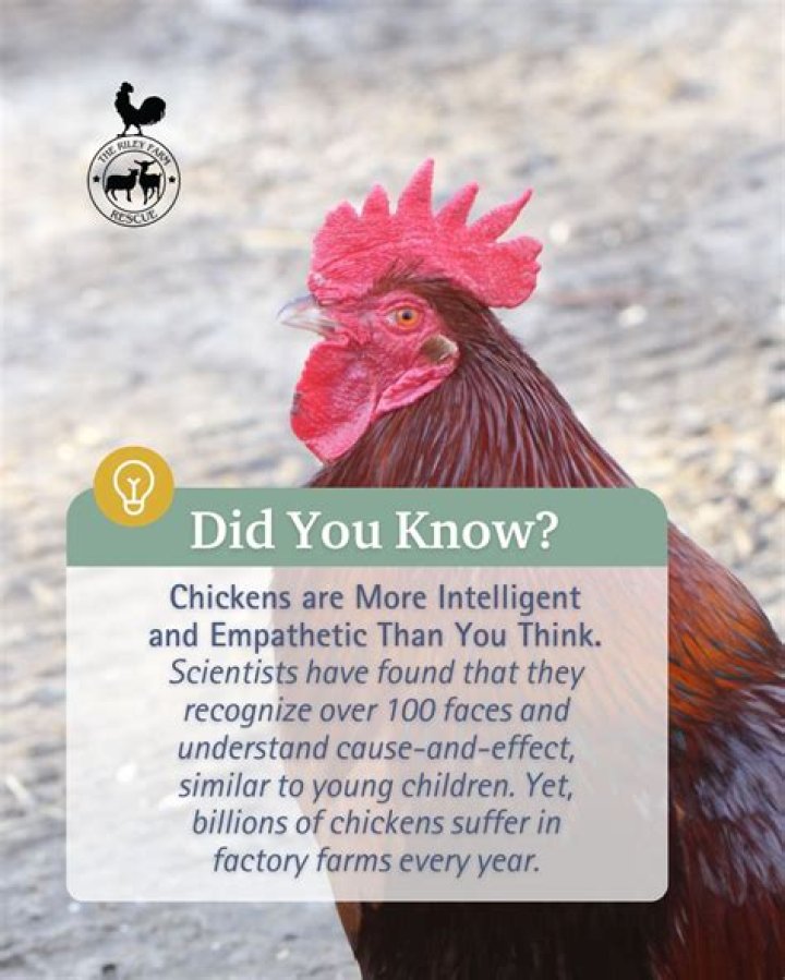 Are chickens intelligent?