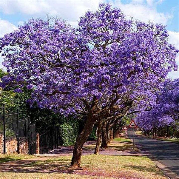 Are there yellow jacaranda trees?