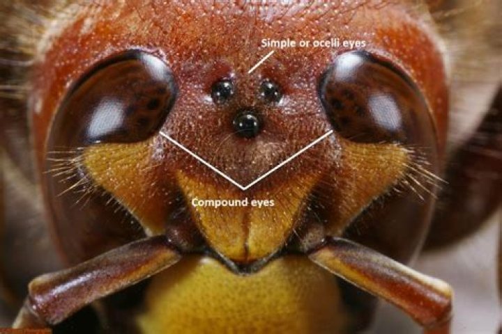 Do bees puke up honey?