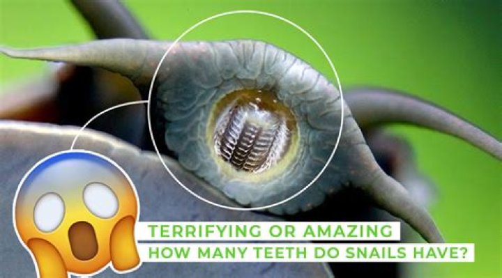 Do slugs have teeth?