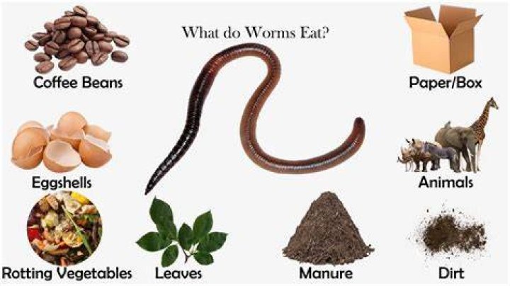 Do worms eat white paper?