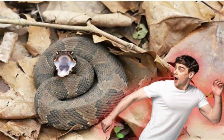 How does snake taste like?