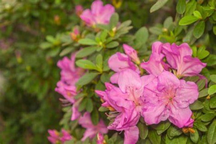 What does azalea flower mean?