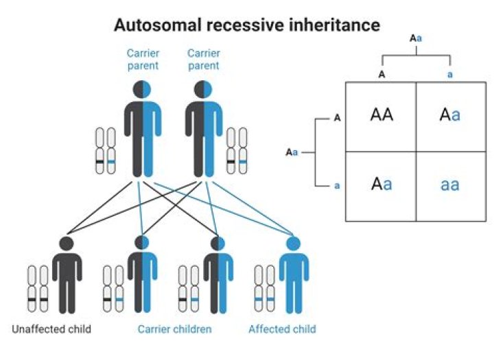 What does it mean by inheritance?