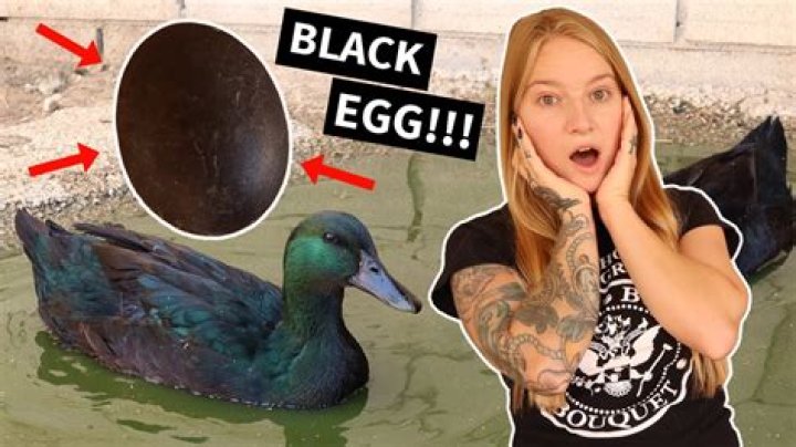 What ducks lay black eggs?
