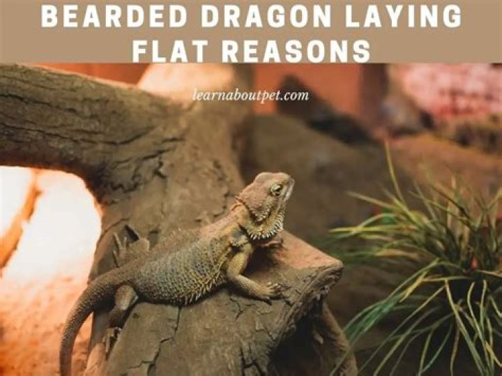 Why do bearded dragons flatten?