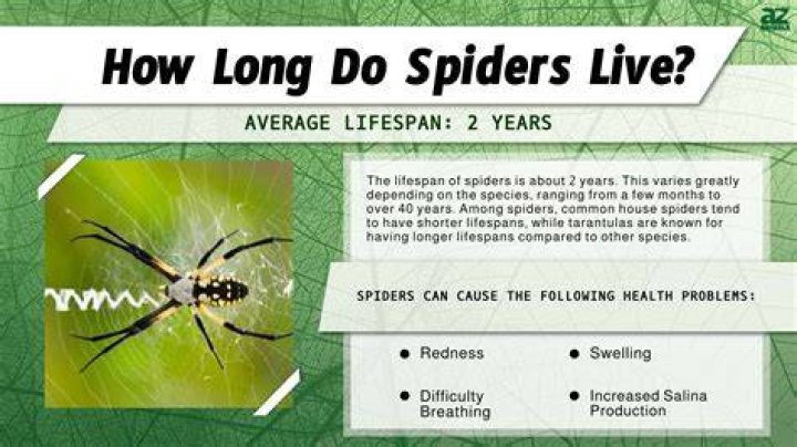 Why do spiders look creepy?