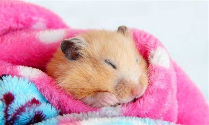 Why does my hamster sleep in the corner?